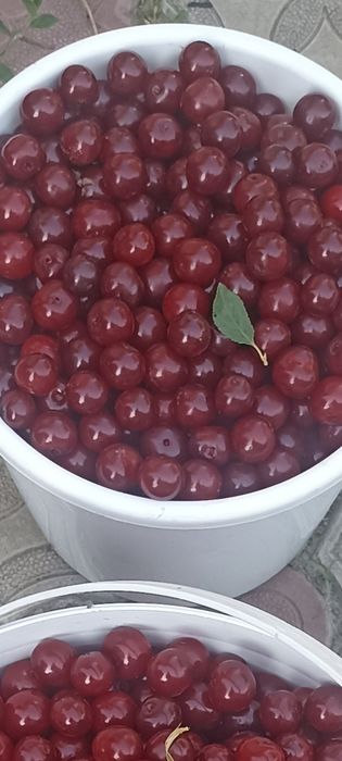 Продам вишню спелую