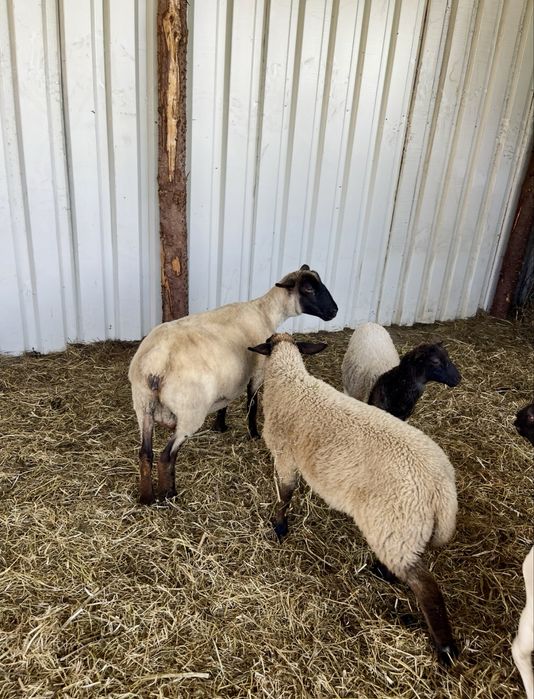 Vând oi rasă Suffolk și Lacaune