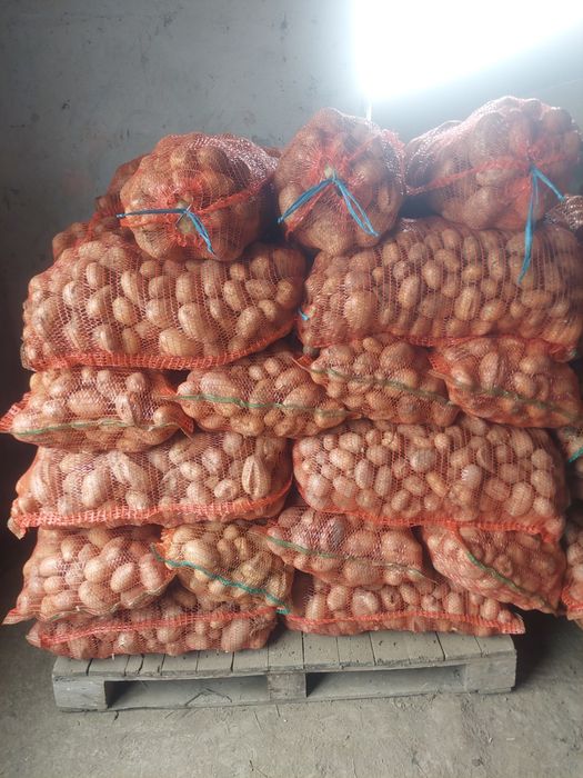 Cartofi animale de  vanzare