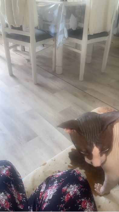 Вязка кота Свинкса