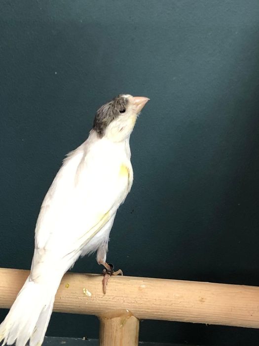 Канарейка кенор самец тройник