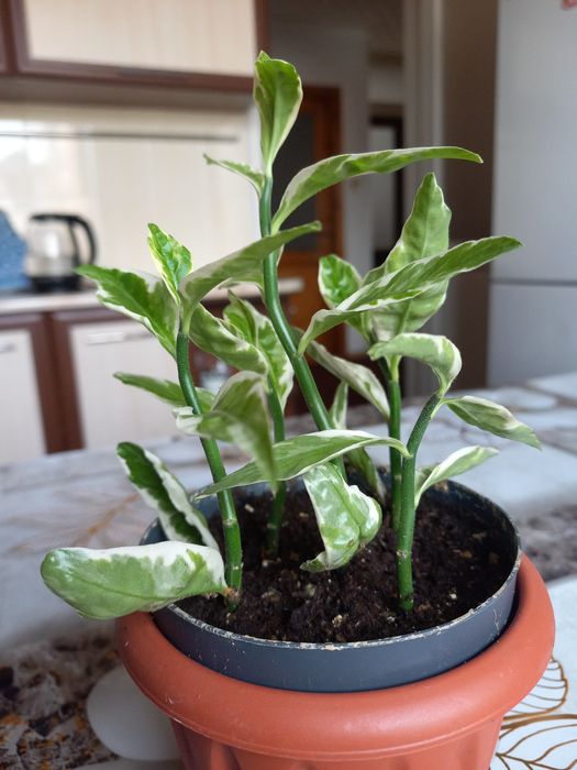 Цветы  для  дома