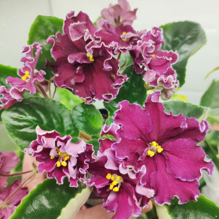 Продам фиалки разных сортов.