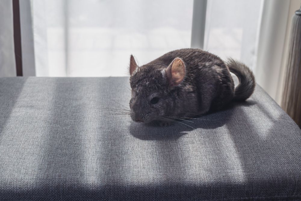 Chinchilla bej / blue diamond / standard/ mozaic / violet