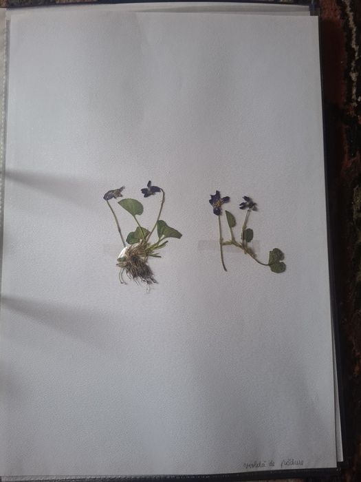 Ierbar școlar,liceu,facultate-25 de plante,flori