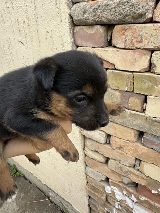 щенята  очень ласковые игривые полтора месеца