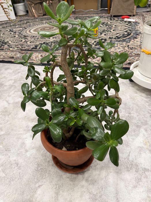 Денежное дерево красула