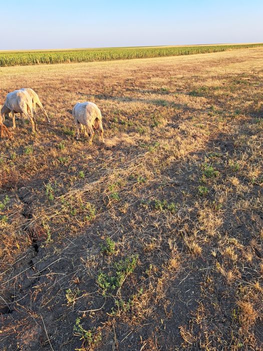 Oi assaf, lacaune si ille de France de vânzare.