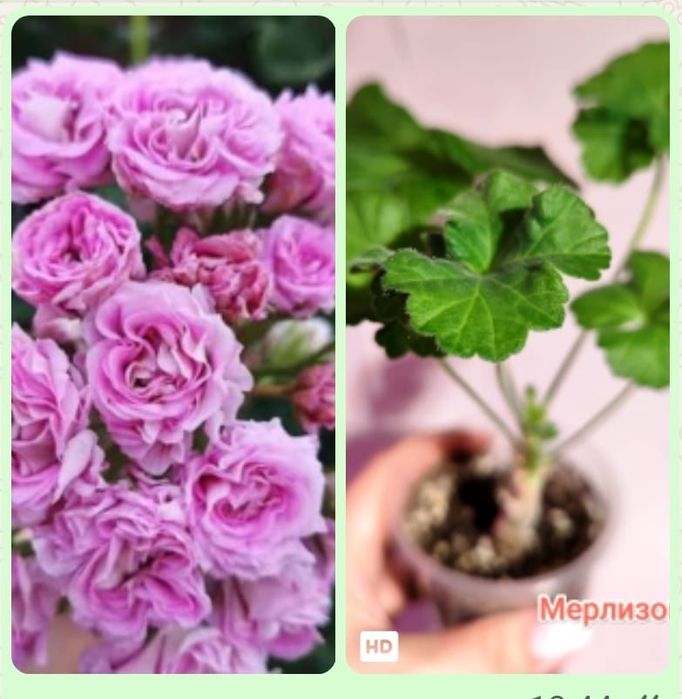 Продам герань , разная