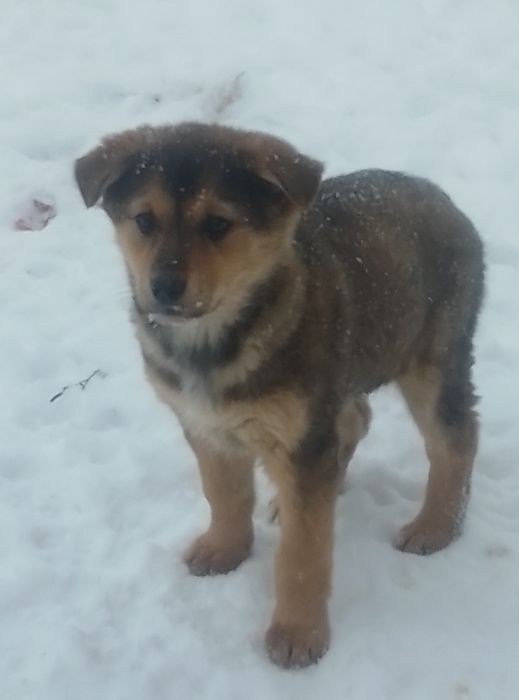 Щенки дворняжки  2 месяца