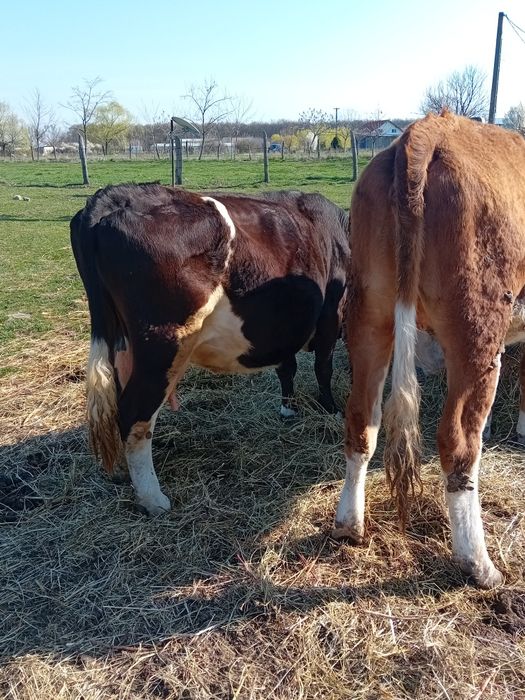 Vând vacă si juninca  ambele gestante