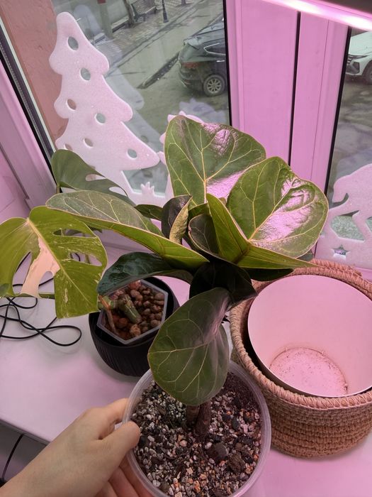 Продается Фикус Лирата