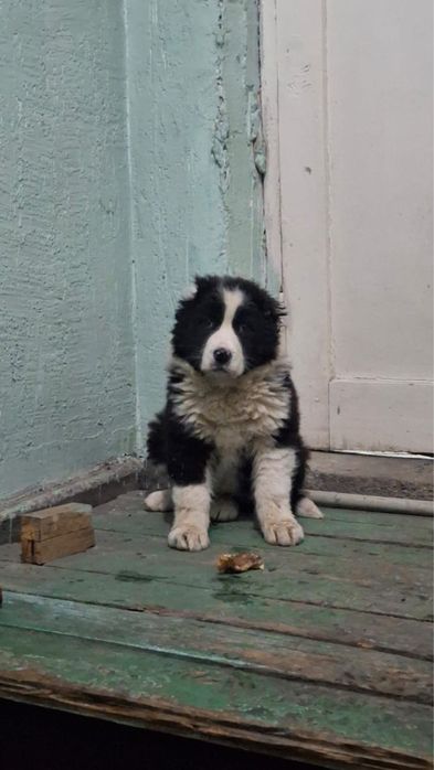 Алабай кушык сатылады