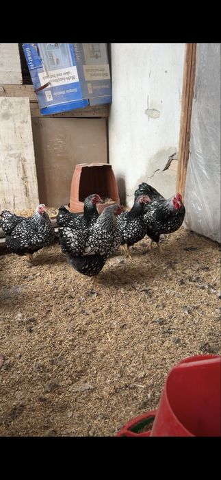 Wyandot silver karlik tuvuq tuxumiga zakas olamiz 30000 somdan