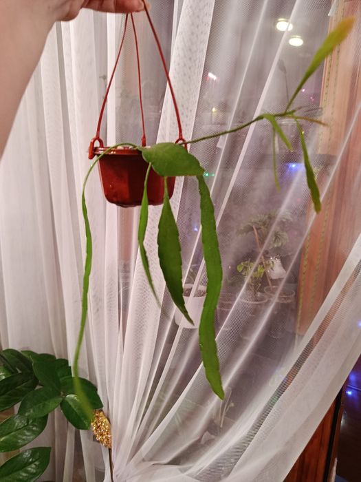 Продам  комнатные цветы