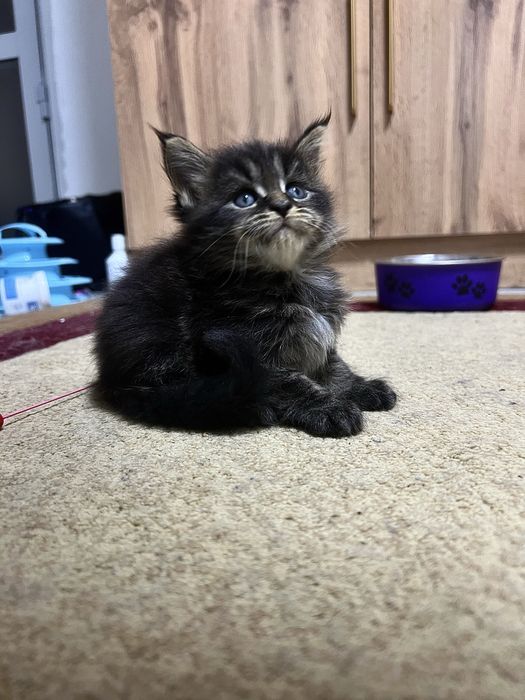 Котята мейн кун