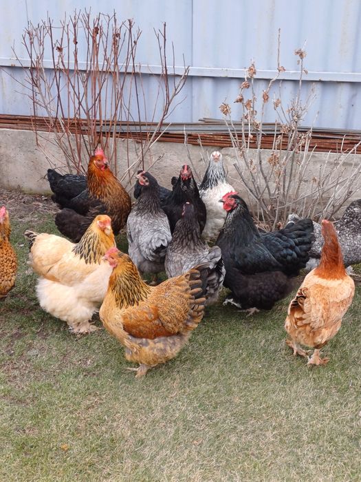 Продам курей домашние