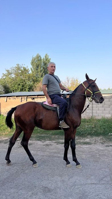 Чк құнан сатылады