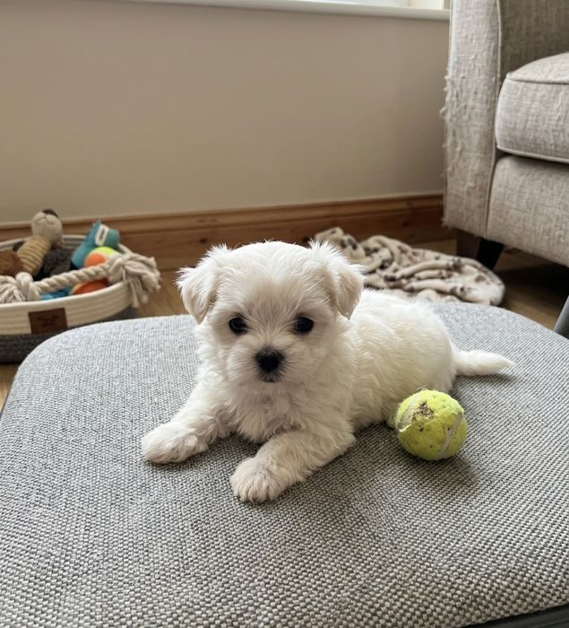 Bichon Maltez de talie mica