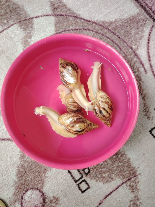 Улитка сатылады 4 еу