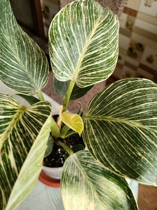 Филодендрон Биркин