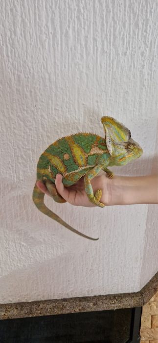 Продам Йеменского хамелиона