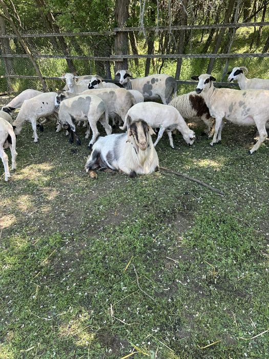 Vând capre crescute sănătos și foarte blânde