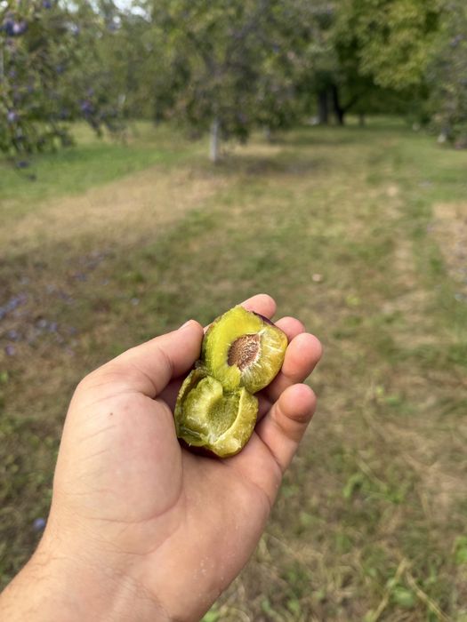 Prune de tuica anaspet