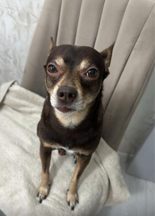 Отдам в хорошии руки