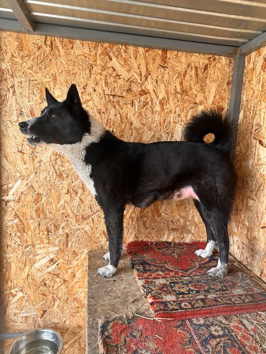 Шенки русско- европецской лайки