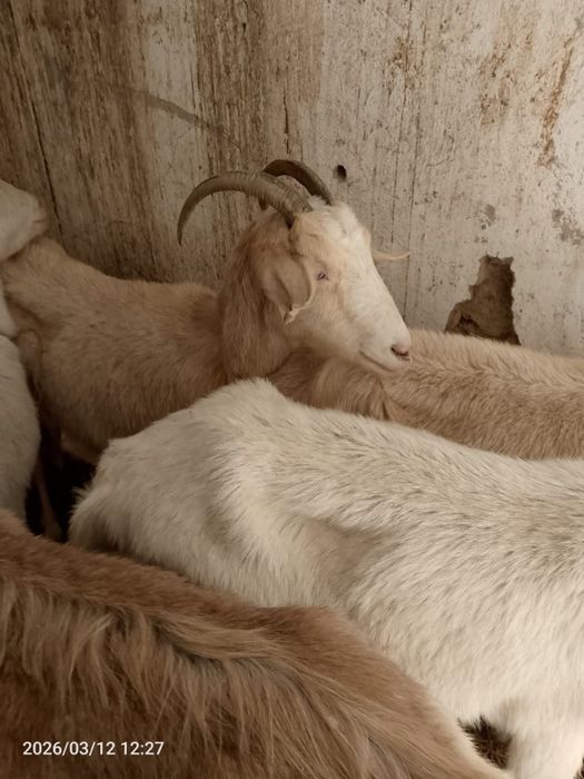 Арзан заанен сүтті ешкілері сатвлады