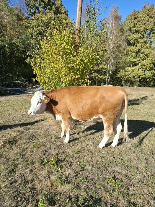 Vand 2 juninci gestante