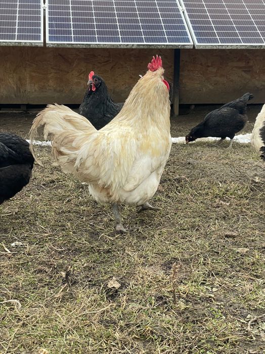 Cocos Australorp Alb de 11 luni