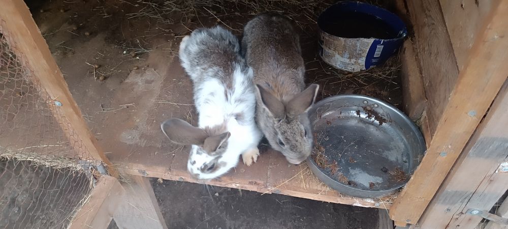 Едри  зайци великани 3 месеца