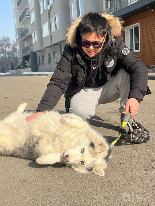 Профессиональный  Выгул  собак!!! Юнусабад и в черте города.