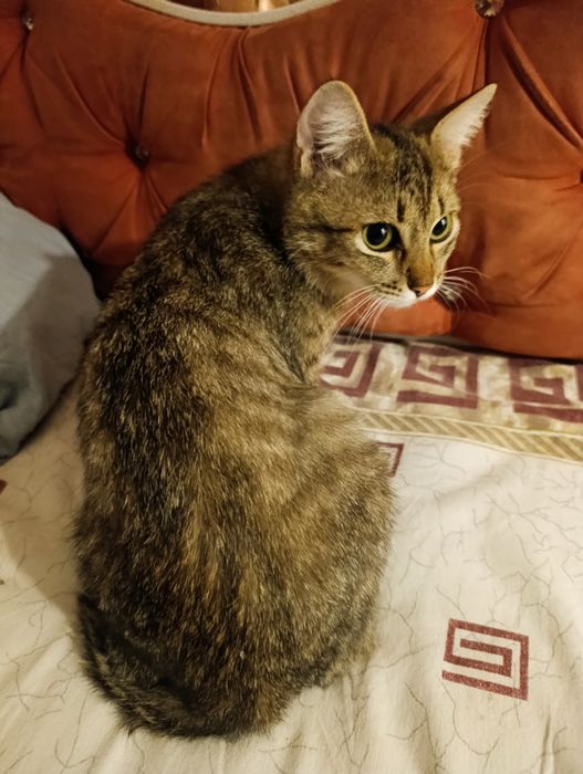 Отдам котенка мальчика