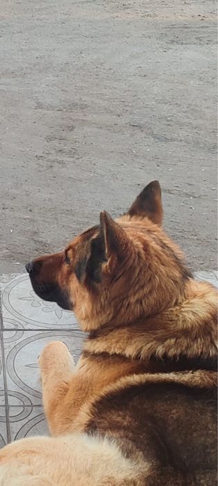 Чей потеряшка срочно отзавитесь