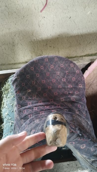 Қазақы ер минус басы сәл қисық болды