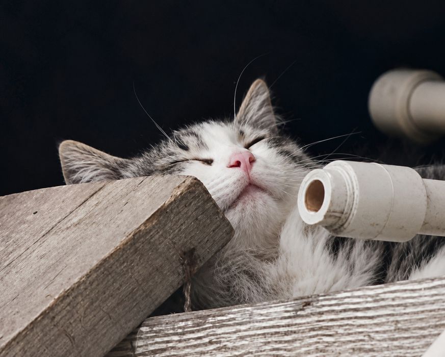 Кошечка ищет дом
