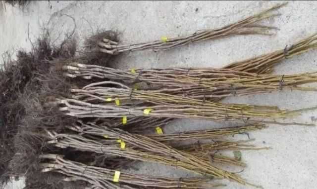 Vânzare pomi fructiferi 20 lei