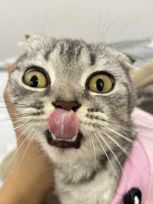 Вислоуха кошка ( девочка)