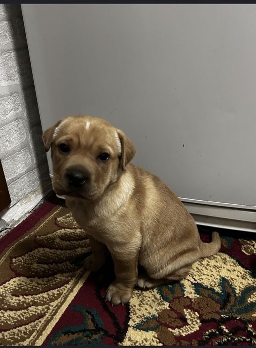 Продам щенков  шарпея