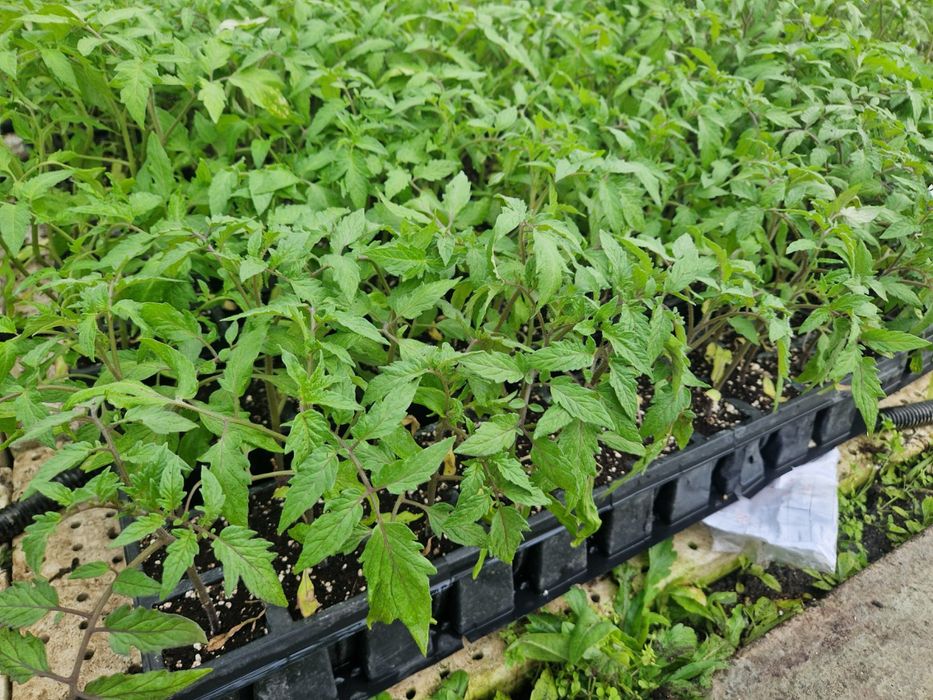 Разсад Домати Краставици