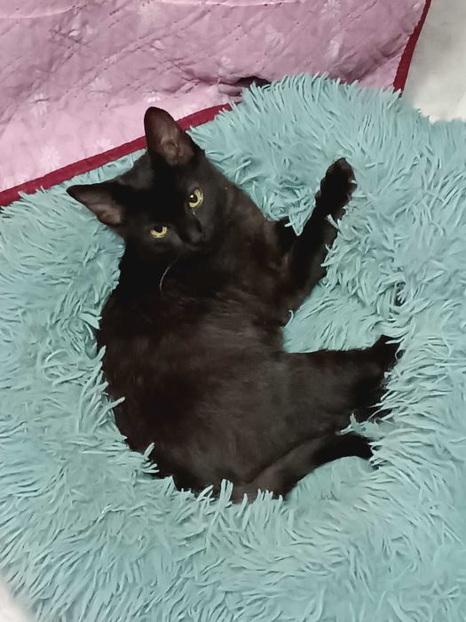 Когда Ночь Раскрывает Тайну (Мальчик 6 мес.)