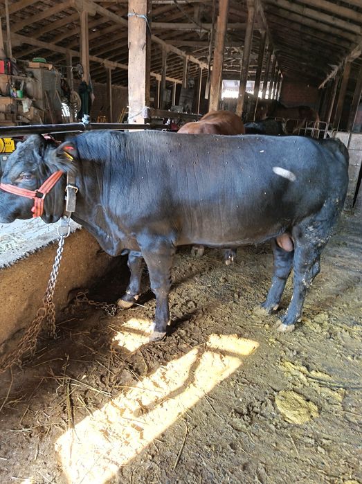 Tauras angus de vanzare