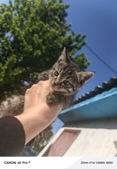 Котята, в добрые руки