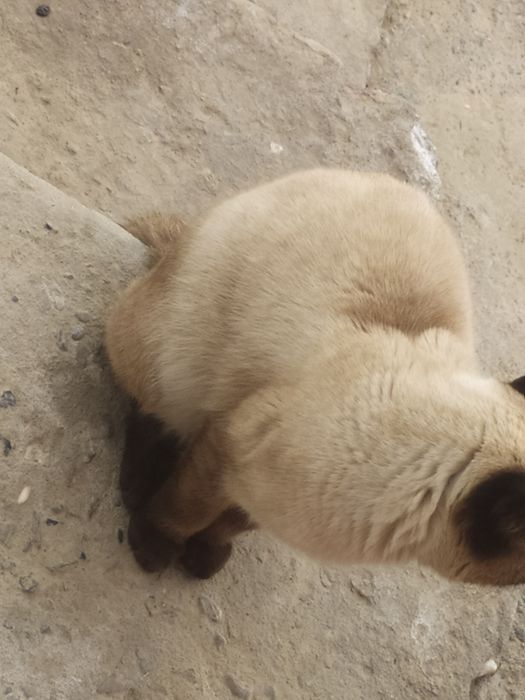 Chiroyli mushuk sotiladi