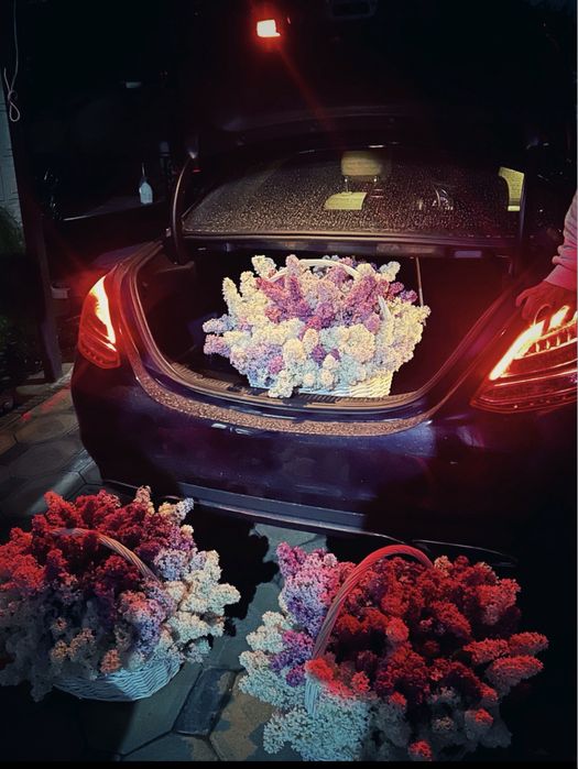 Сирень гүлдері бар