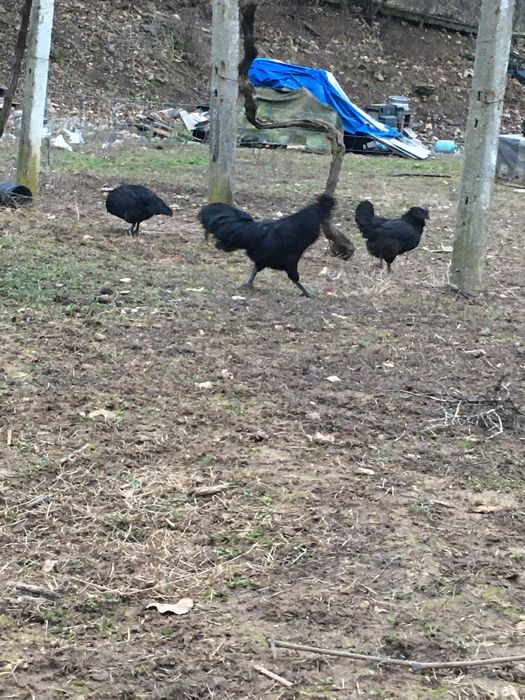 Аям Кемани (Ayam Cemani) петли