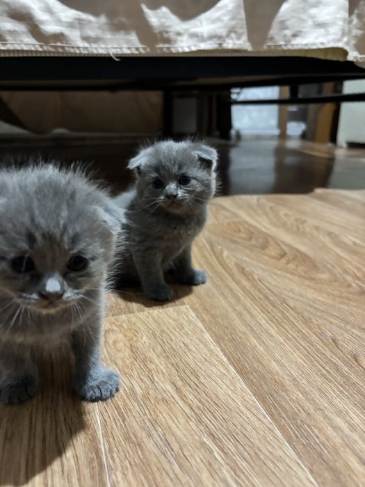 Котята британской породы
